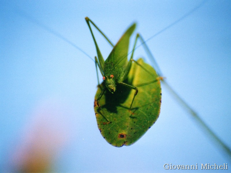 Phaneroptera sp. (nana o falcata)